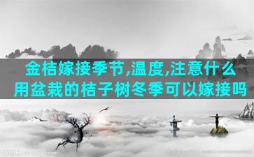 金桔嫁接季节,温度,注意什么 用盆栽的桔子树冬季可以嫁接吗